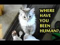 Cats Welcoming Owners Home 2015 NEW