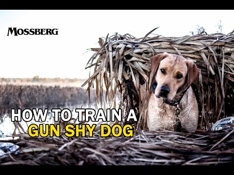 How To Train A Gun Shy Hunting Dog: Training A Labrador Retriever For Duck Hunting