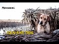 How To Train A Gun Shy Hunting Dog: Training A Labrador Retriever For Duck Hunting
