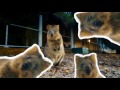 Quokka Solid Kids su dirželiu - Nerūdijančio plieno dvigubas sienelės vakuuminis vandens butelis, nešiojamas termosas 330 ml (Jungle)