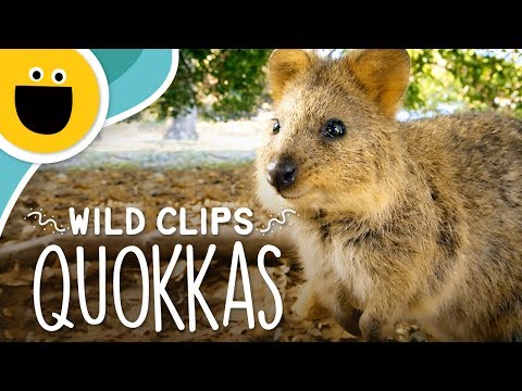 Quokka Solid Kids su dirželiu - Nerūdijančio plieno dvigubas sienelės vakuuminis vandens butelis, nešiojamas termosas 330 ml (Jungle) video