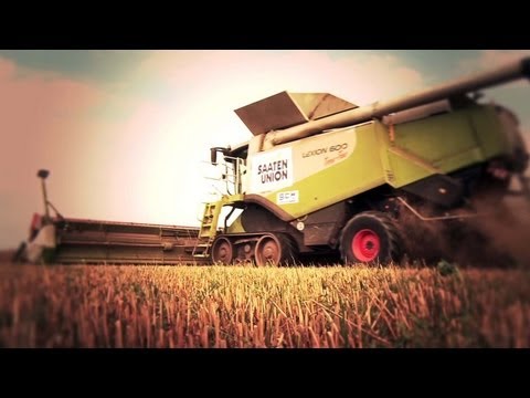 Saaten-Union: Mähdruschweltrekord 2011 - Winterweizen Kredo & Claas Lexion 600