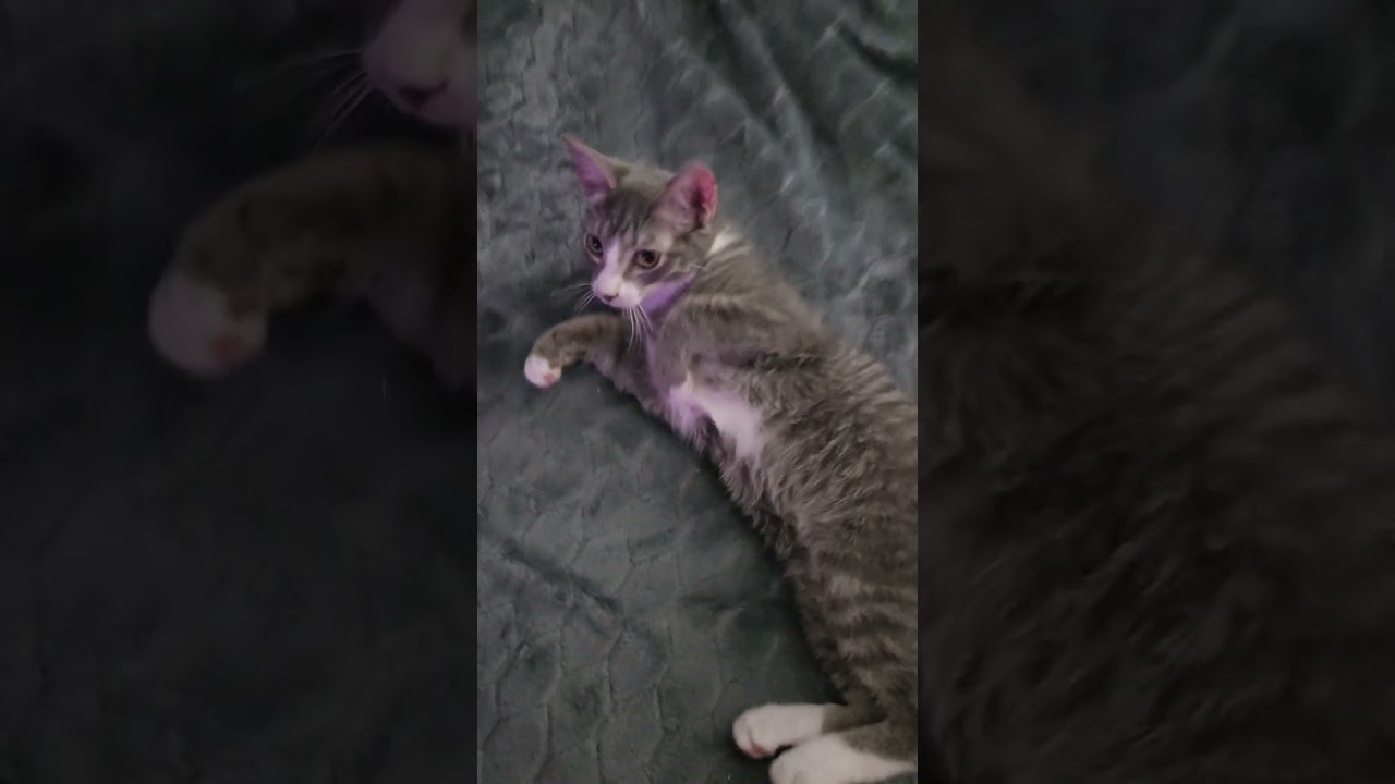 Enlarge Surya, a Adoptable Domestic Short Hair in highlands ranch, CO video 2/6