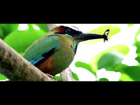 8K Mount Rainier Summer Wildflowers - Rahatlama / Gevşeme videosu