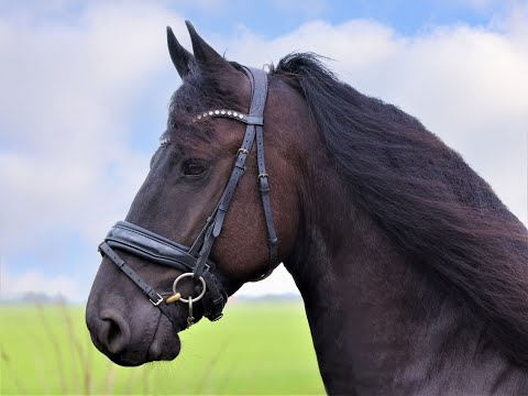 Stal Okkema's Dembe - Fonger x Aan - gelding - 1.64m - 2017