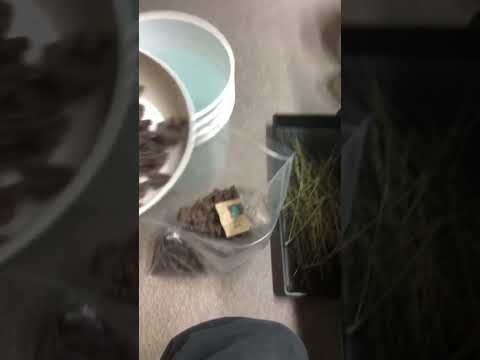 Purple weed. Over a pound from one plant grown organically