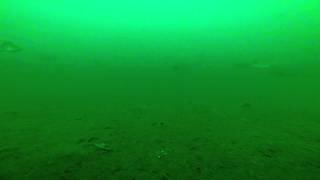 preview picture of video 'primo montaggio gopro sul fondo del golfo di Laveno Mombello'
