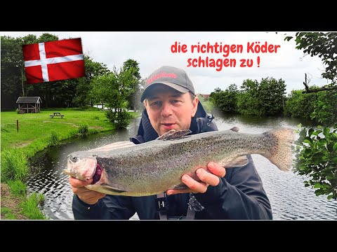 Forellenangeln in Dänemark🇩🇰 2024 Gummiköder Powerbait Lachsforellen Angeln Forellensee Rens Fiskesø