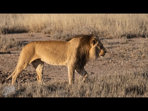 Predators of Kgalagadi - Episode 2