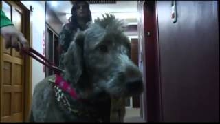 preview picture of video 'Therapy dogs helping Roswell students cope after shooting'