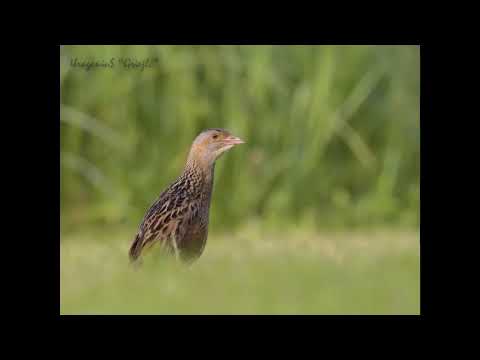 UraganiuS ir Eida - Oi, griežle, griežlele mano (Karaoke version)