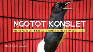 Download lagu Murai Batu Ngotot Konslet Murai Manapun Pasti Ikut Tersulut Emosi Dan Bongkar Isian Mewah mp3 Download lagu Murai Batu Ngotot Konslet Murai Manapun Pasti Ikut Tersulut Emosi Dan Bongkar Isian Mewah mp3