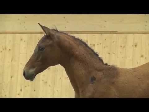 Holsteiner Fohlenauktion 2016 in Behrendorf - Nr. 35 v. Quirado - Cassiano