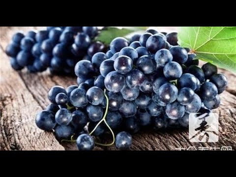 樹葡萄 禁忌