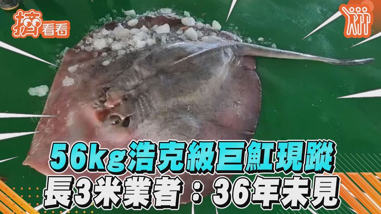 嘉義驚見「56kg大魟魚」!詭異身形曝光 眾人全看傻