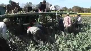 preview picture of video 'Georgia Broccoli Farm'