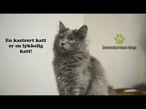 En kastrert katt er en lykkelig katt!