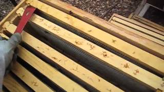 Beekeeping: Wax or Plastic Foundations? Amazing Results