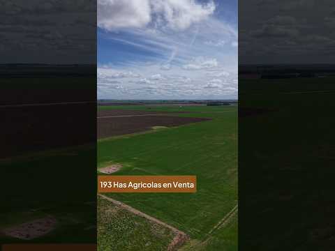 📍 Tres Arroyos, Buenos Aires Campo de 193 hectareas agrícolas en venta