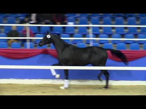 H v Jazz x His Highness