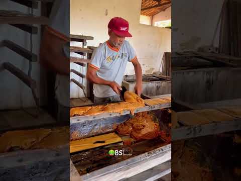 Moagem no Engenho em Bom Sucesso PB