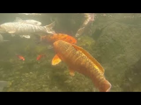 HOW MUCH AND HOW OFTEN SHOULD I FEED MY KOI FISH (Version 2 with updates from Jason)