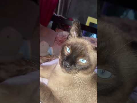 siamese Cat has blue eyes like oceon 😻