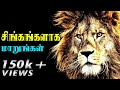 Tamil motivation | Lion motivation Tamil | No Excuses - Tamil