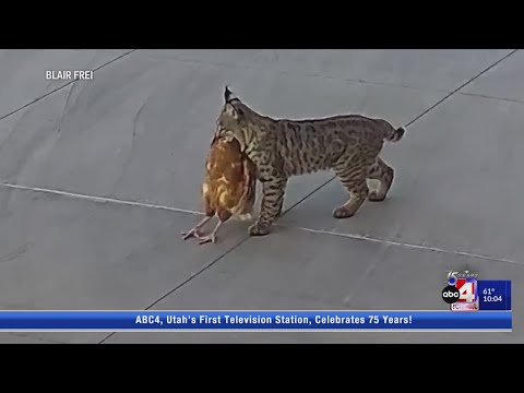Bobcat caught on camera stealing a chicken in St. George