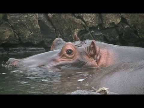 Hippopotamus - Quick Facts