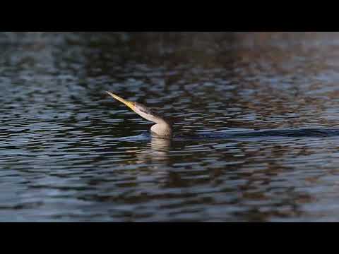 Australasian Darter at Robina West Lake, Jun 2024