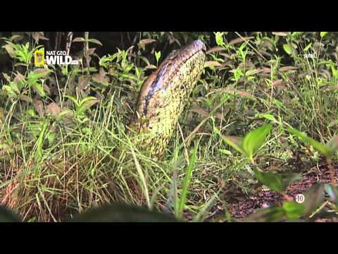 Anaconda, le tueur de l'ombre HD