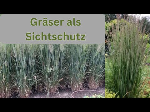 Grasses as a privacy screen – planting Karl Förster's reed grass, explained in brief!
