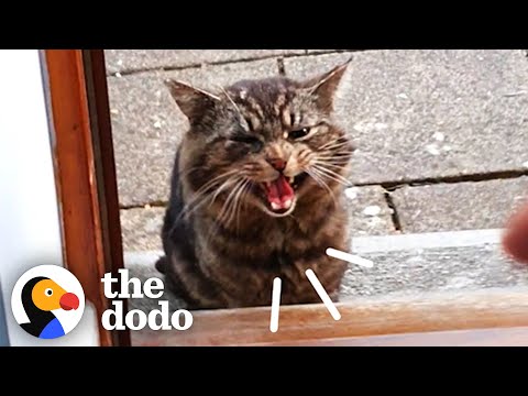 Stray Cat Decides To Move Into Guy’s House | The Dodo Cat Crazy