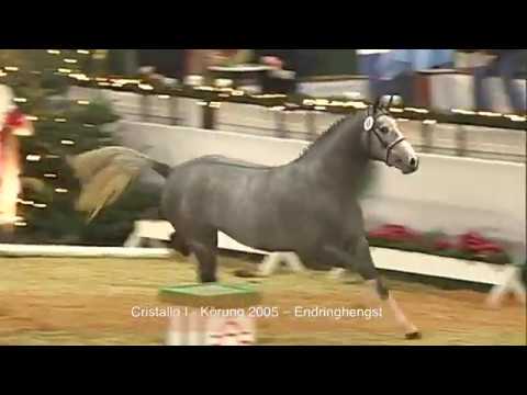 Cristallo I - Springhengst - Hengststation Gut Neuenhof