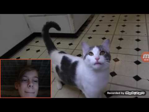 Reacting to talking kitty cat 47 LOL TALKING CATS