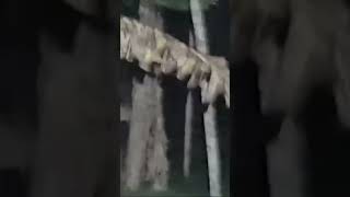 Download lagu muda mudi ketauan lagi berkembang biak di kebon,lari kocar kacir mp3