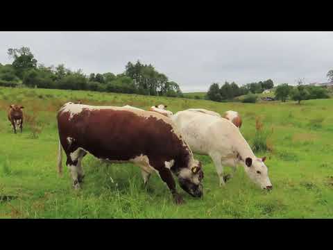 BULL - PEDIGREE IRISH MOILED - Image 2