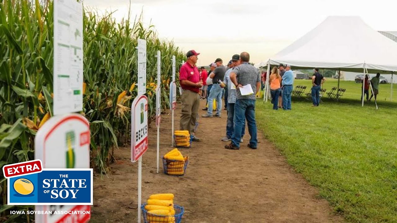 Soybean Pest and Disease Scouting Tips