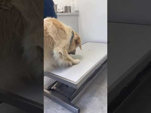 Table vétérinaire #dogshorts #veterinary