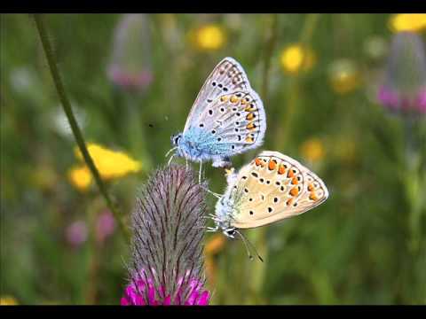 Groove Cocktail Feat. Nathalia - One Love 2011 (Jonny Montana & Craig Stewart Remix)