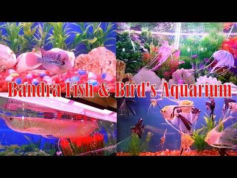 Tropical Fishes or Accessories Shop in Mumbai | At Cheap Price | Bandra Fish & Bird's Aquarium