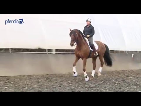 Fliegende Galoppwechsel – einzeln und in Serie | Uta Gräf