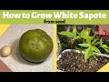How to Grow White Sapote from Seed