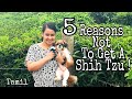❌ Watch This BEFORE You Get A Shih Tzu ❌ || Tamil || Pavi's Pawdcast 🐾
