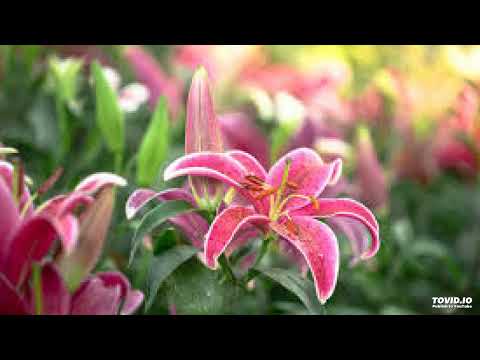 227B The I , 1958 London Open Class, Joel S Goldsmith