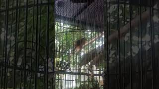 Download lagu ciri2 cigun anakan jantan ngeriwik nya seperti ini mp3