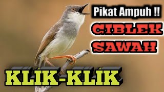 Download lagu CIBLEK SAWAH | Klik-Klik Betina Memanggil Jantan ‼️Pikat Jitu Ciblek Sawah Langsung Mendekat mp3