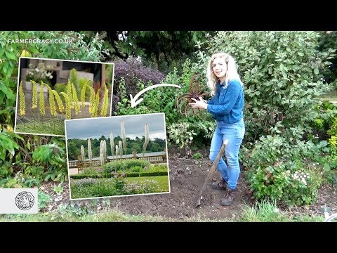 download lagu mp3 mp4 Buy Foxtail Lily Plants, download lagu Buy Foxtail Lily Plants gratis, unduh video klip Buy Foxtail Lily Plants