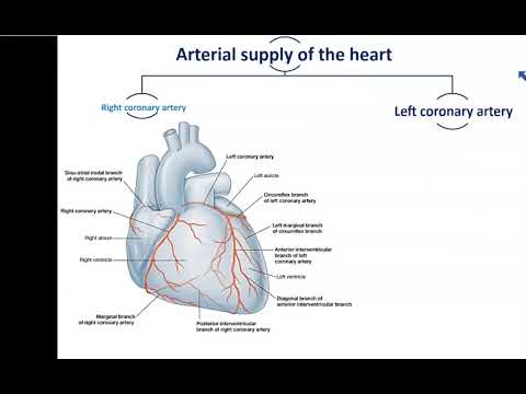 Blood Supply and Nerve Supply of the Heart - Dr. Ahmed Farid